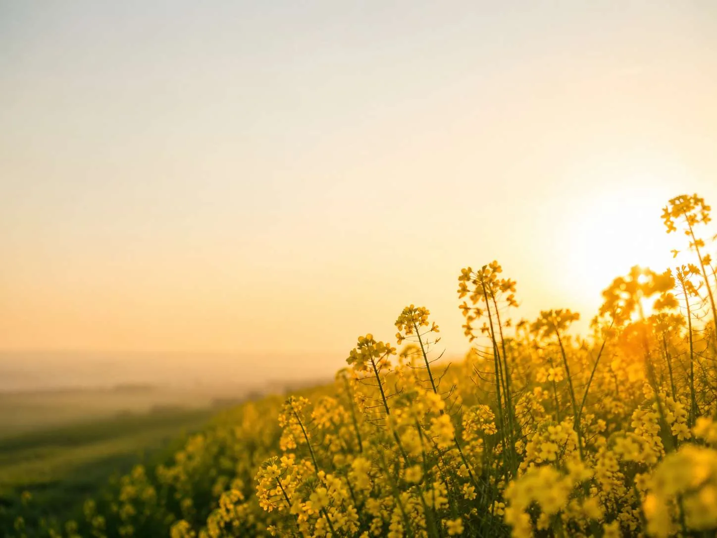 Rapsfeld in voller Blüte im Gegenlicht der tief stehenden Sonne