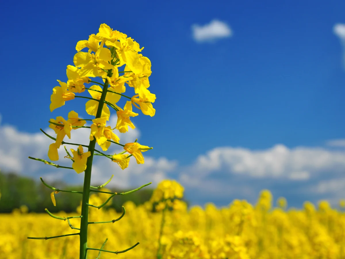 Rapsbluete im Hintergrund Rapsfeld