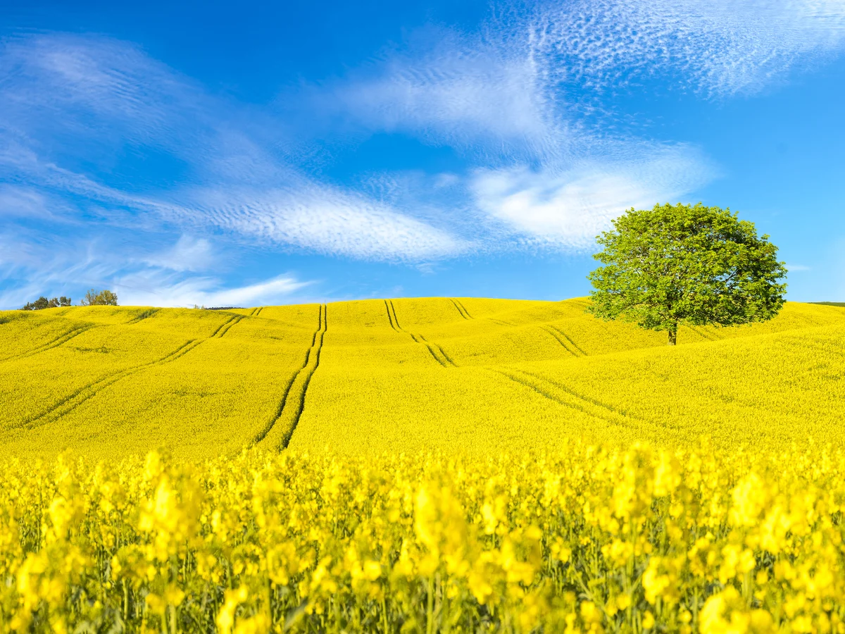 bluehendes, weitlaeufiges Rapsfeld