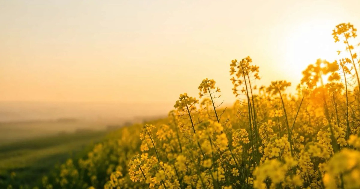 Blühendes Rapsfeld im Gegenlicht der Sonne